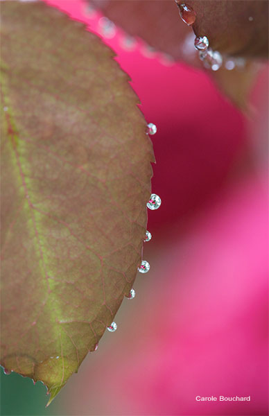 Rose Leaf and Rain Drops by Carole Bouchard