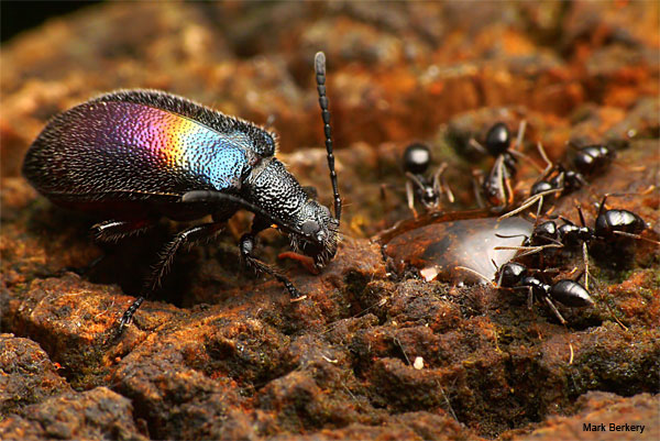 Room at the Table for a Rainbow Beetle by Mark Berkery