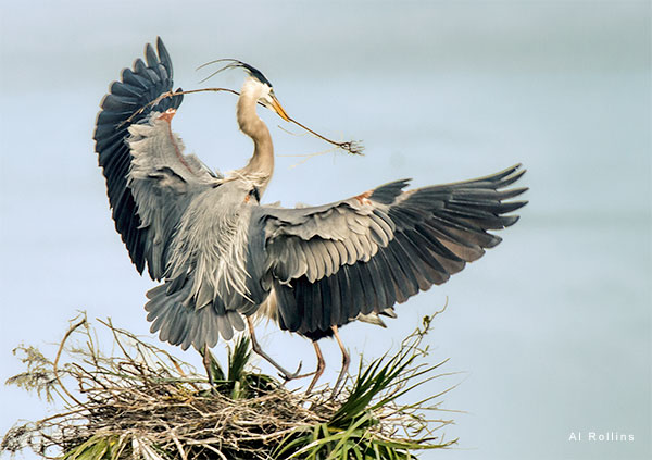 Great Blue Herons Building a Nest by Al Rollins