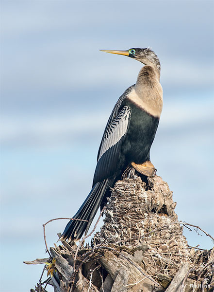 Juvenile Double Crested Cormorant by Al Rollins