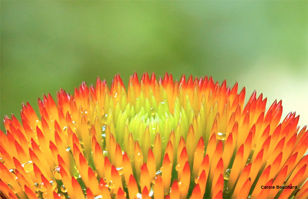 Echinacea Flower Top by Carole Bouchard