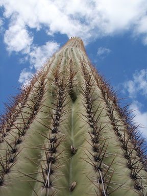 Saguaro and Sky, Digital Photography by Jill Florio