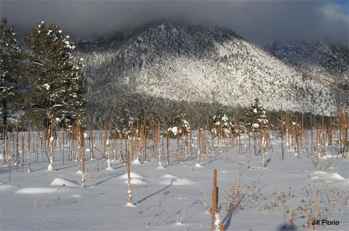 Mount Elden Light by Jill Florio