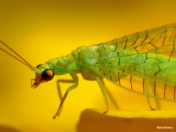 Lacewing Elegance by Mark Berkery